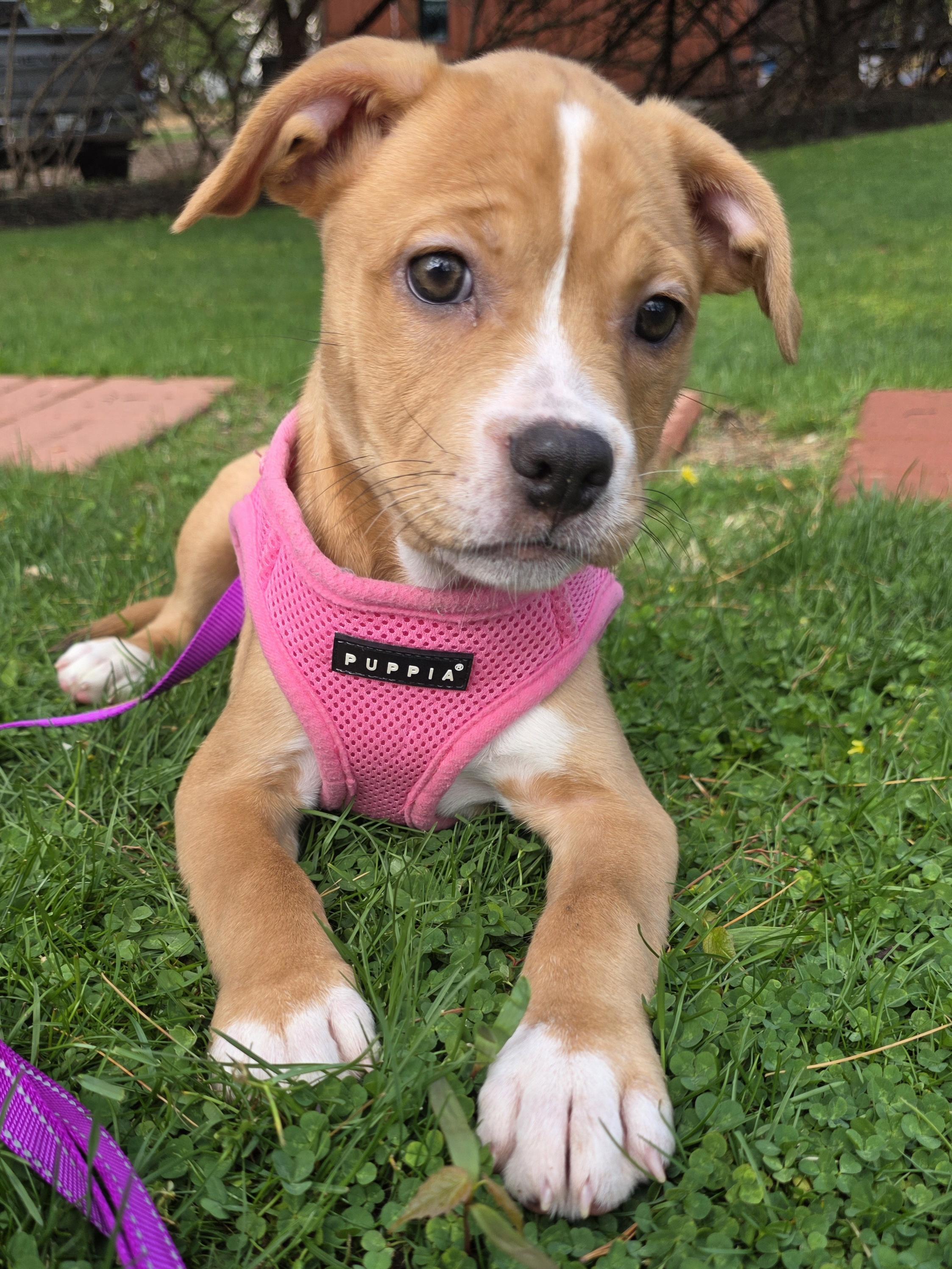 Poppy, ADOPTABLE, Puppy Female Mixed Breed & Pit Bull Terrier.