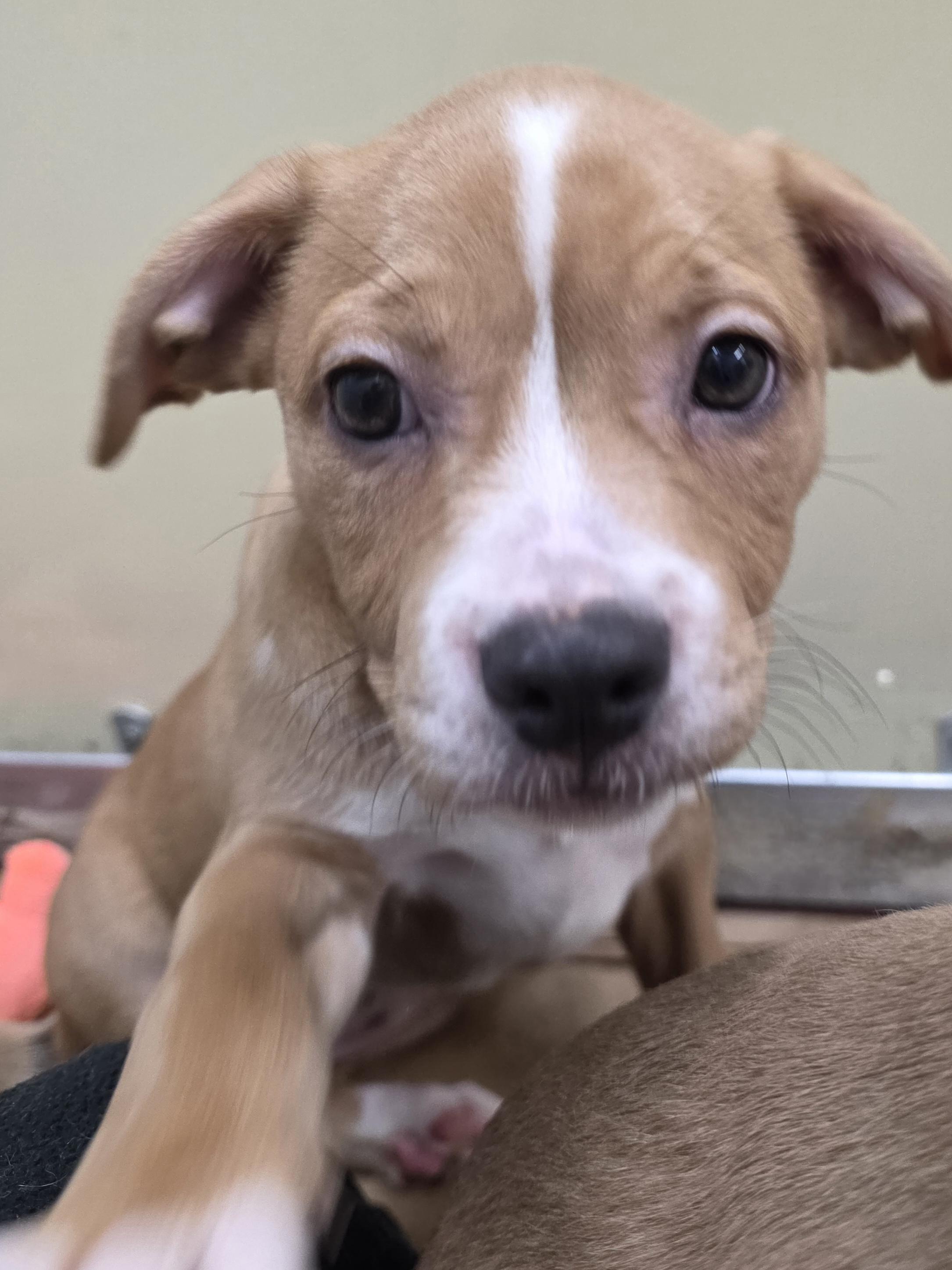 Enlarge Poppy, a ADOPTABLE mixed breed in Wayne, NJ image 2/5