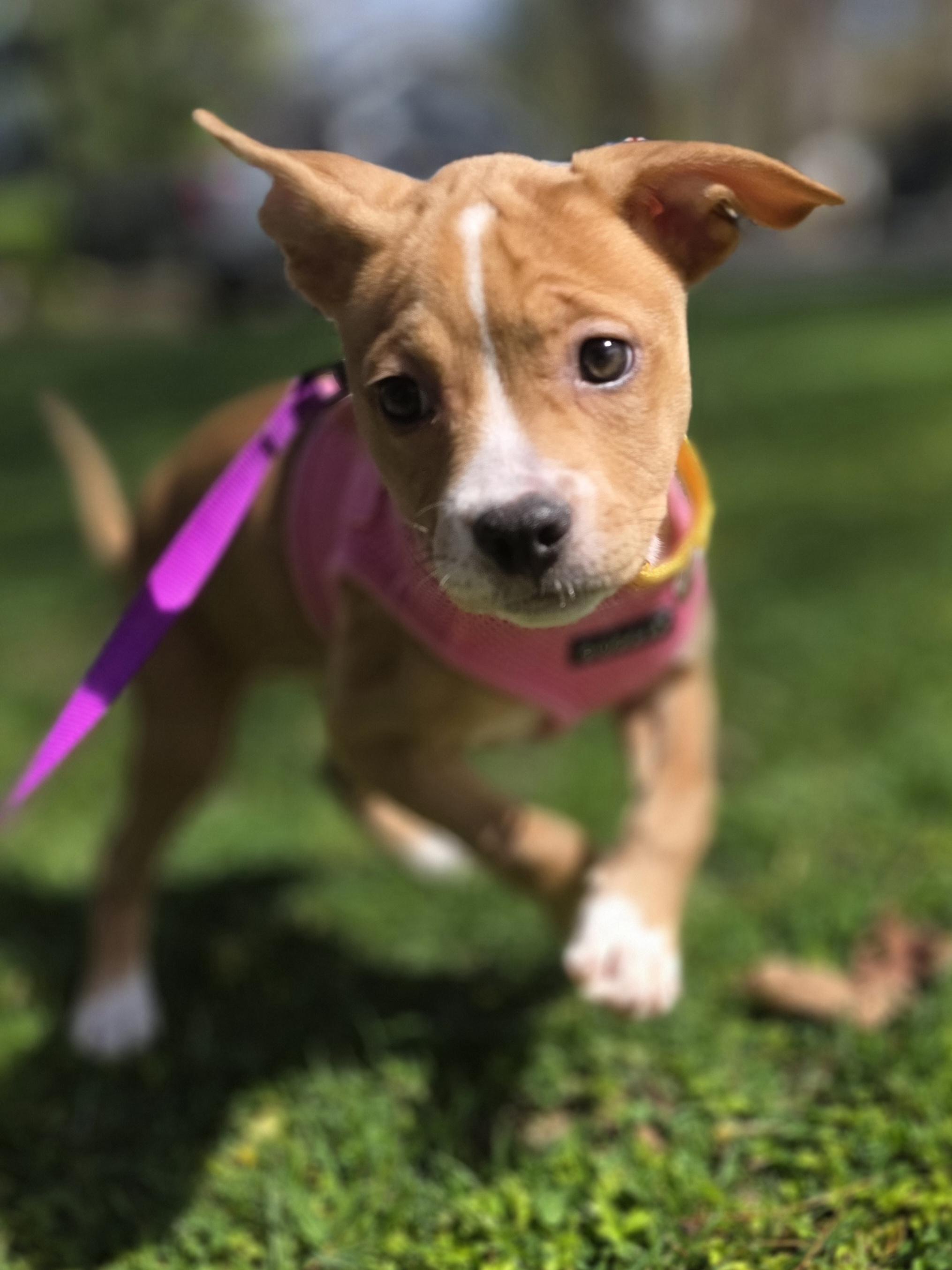 Poppy, ADOPTABLE, Puppy Female Mixed Breed & Pit Bull Terrier.