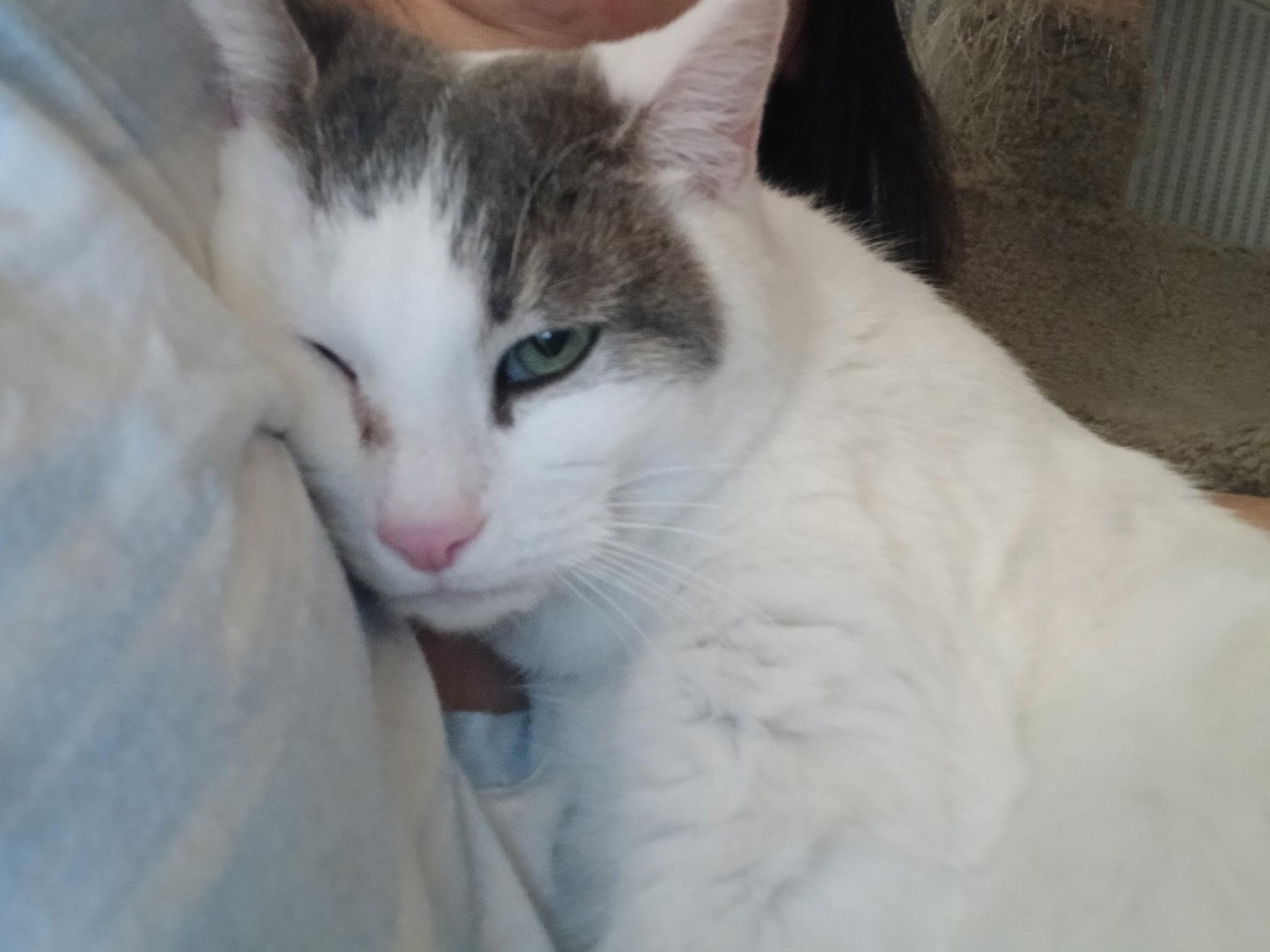 Enlarge Snow White, a Adoptable Domestic Short Hair in Novi, MI image 2/5