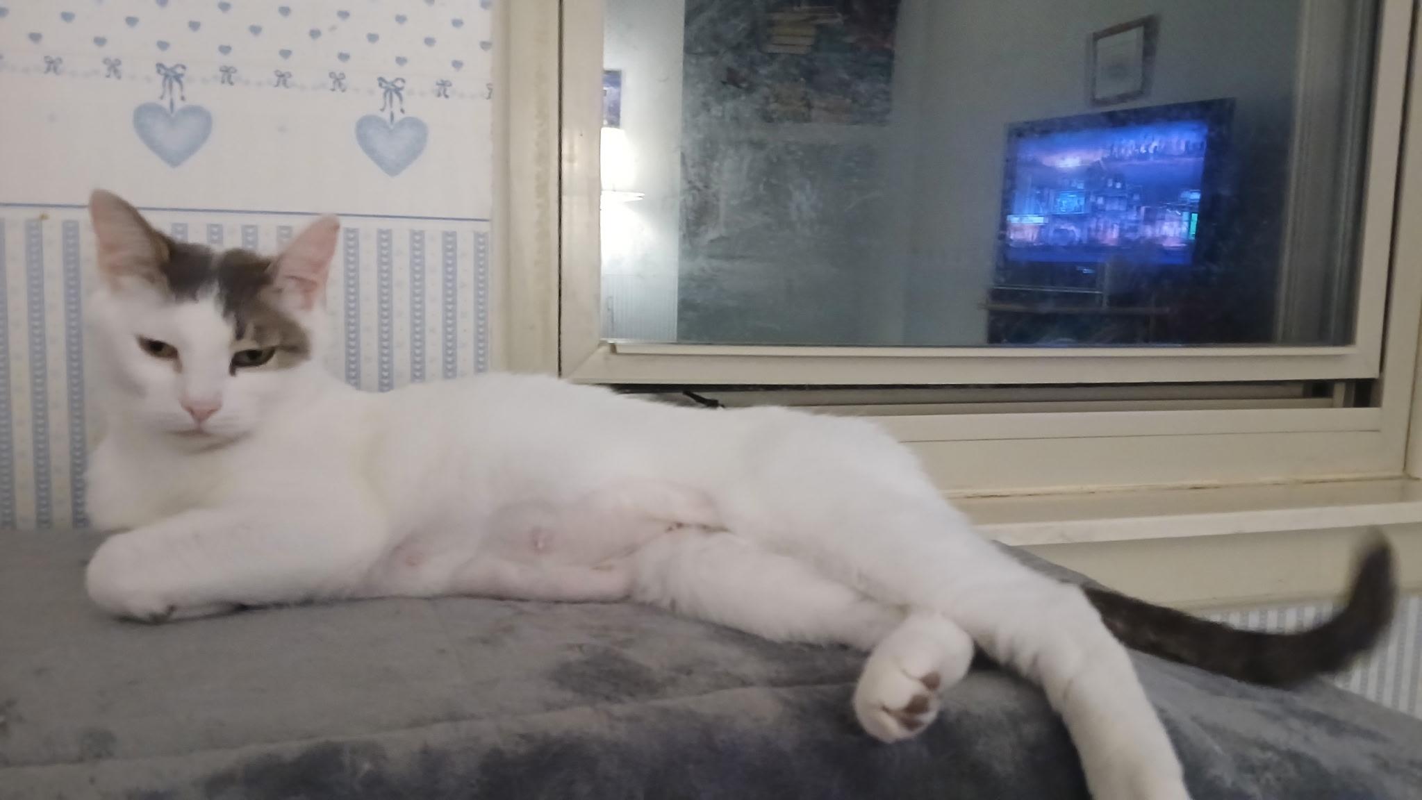 Enlarge Snow White, a Adoptable Domestic Short Hair in Novi, MI image 4/5