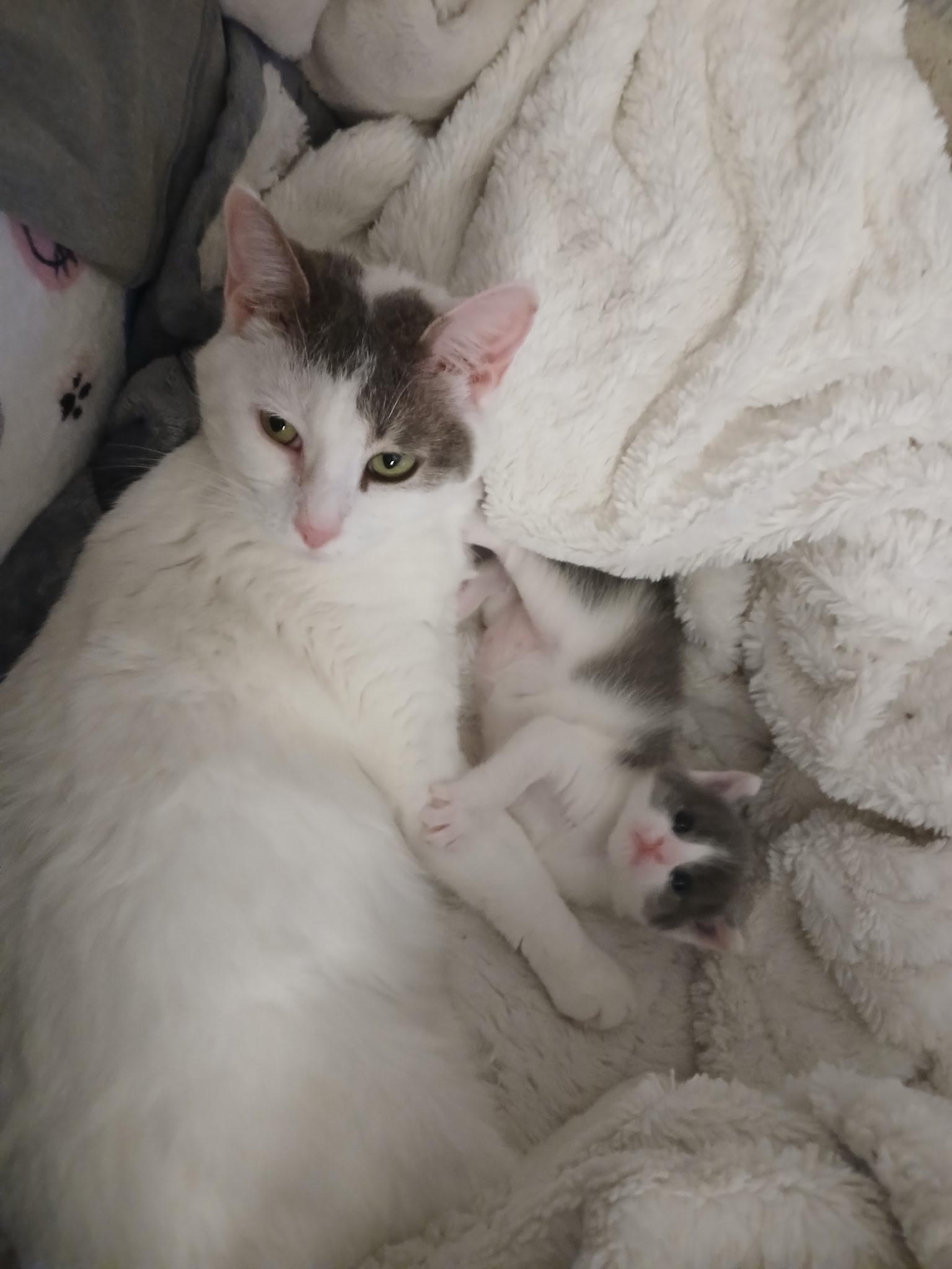 Enlarge Snow White, a Adoptable Domestic Short Hair in Novi, MI image 3/5