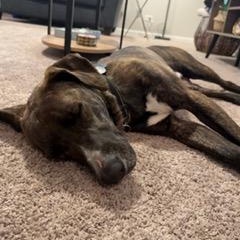 Enlarge North, an adoptable mixed breed in Lemont, IL image 5/6