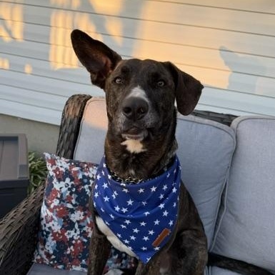 Enlarge North, an adoptable mixed breed in Lemont, IL image 2/6