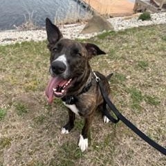 North, adoptable, Young Male Great Dane & Pit Bull Terrier.