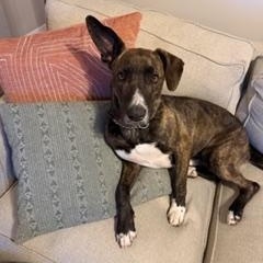 Enlarge North, an adoptable mixed breed in Lemont, IL image 6/6