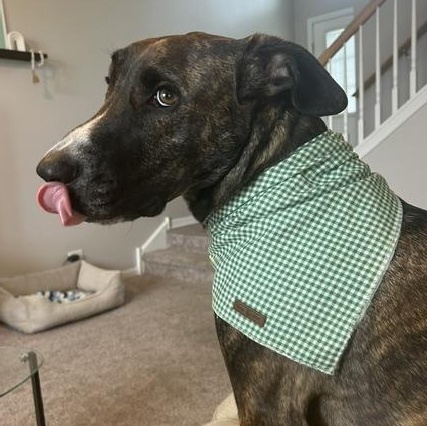 Enlarge North, an adoptable mixed breed in Lemont, IL image 6/6