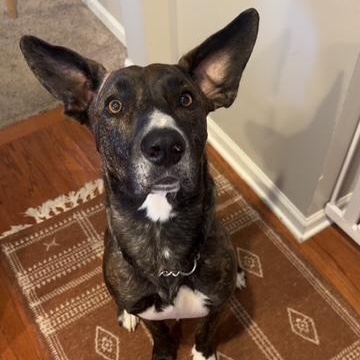 Enlarge North, an adoptable mixed breed in Lemont, IL image 1/6