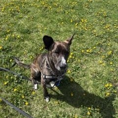 Enlarge North, an adoptable mixed breed in Lemont, IL image 3/6