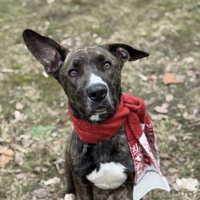 Enlarge North, an adoptable mixed breed in Lemont, IL image 2/6