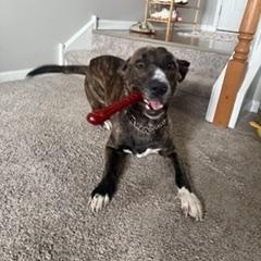 Enlarge North, an adoptable mixed breed in Lemont, IL image 4/6