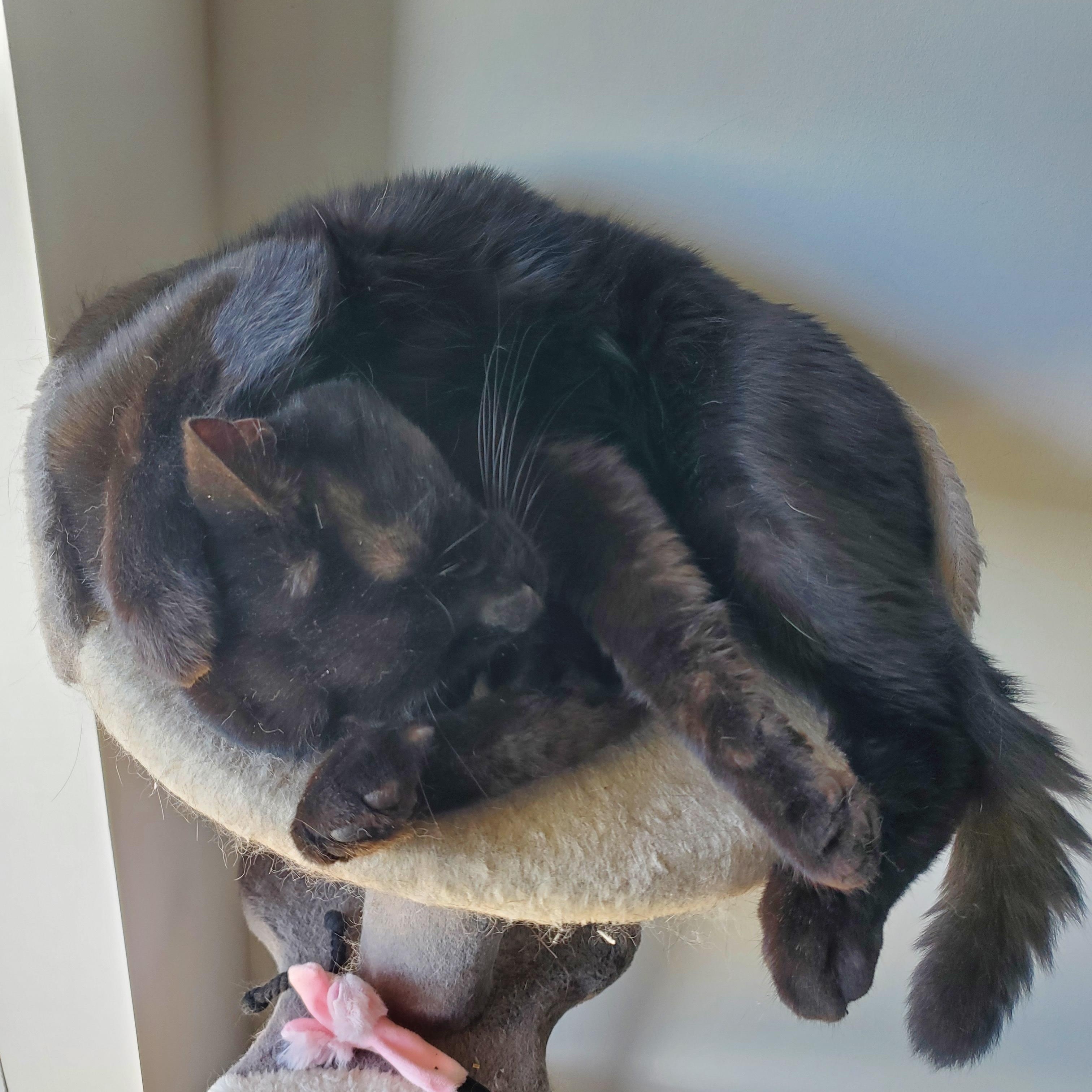 Panfur, Adoptable, Adult Male Domestic Short Hair.