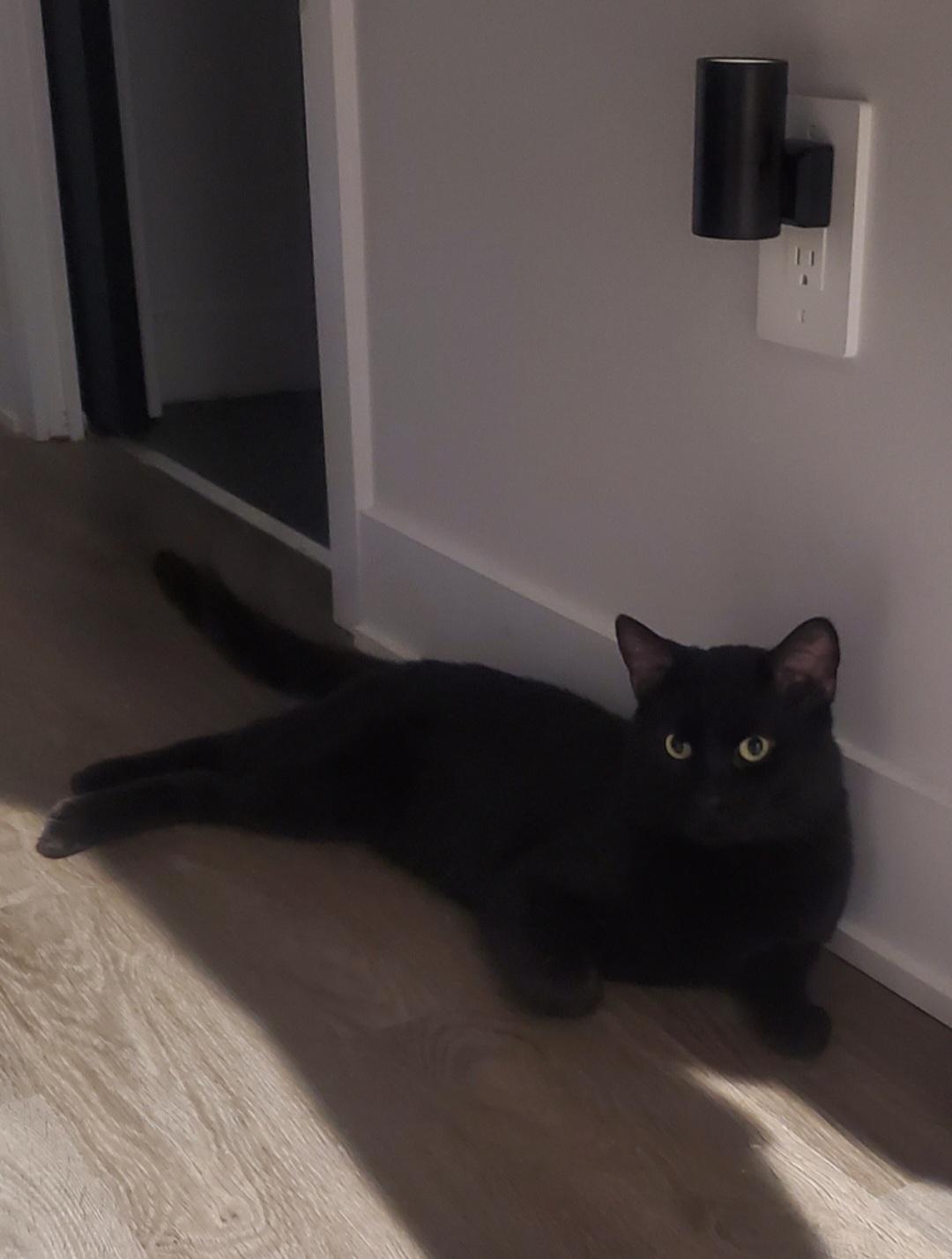 Enlarge Panfur, a Adoptable Domestic Short Hair in Montreal, QC image 2/4