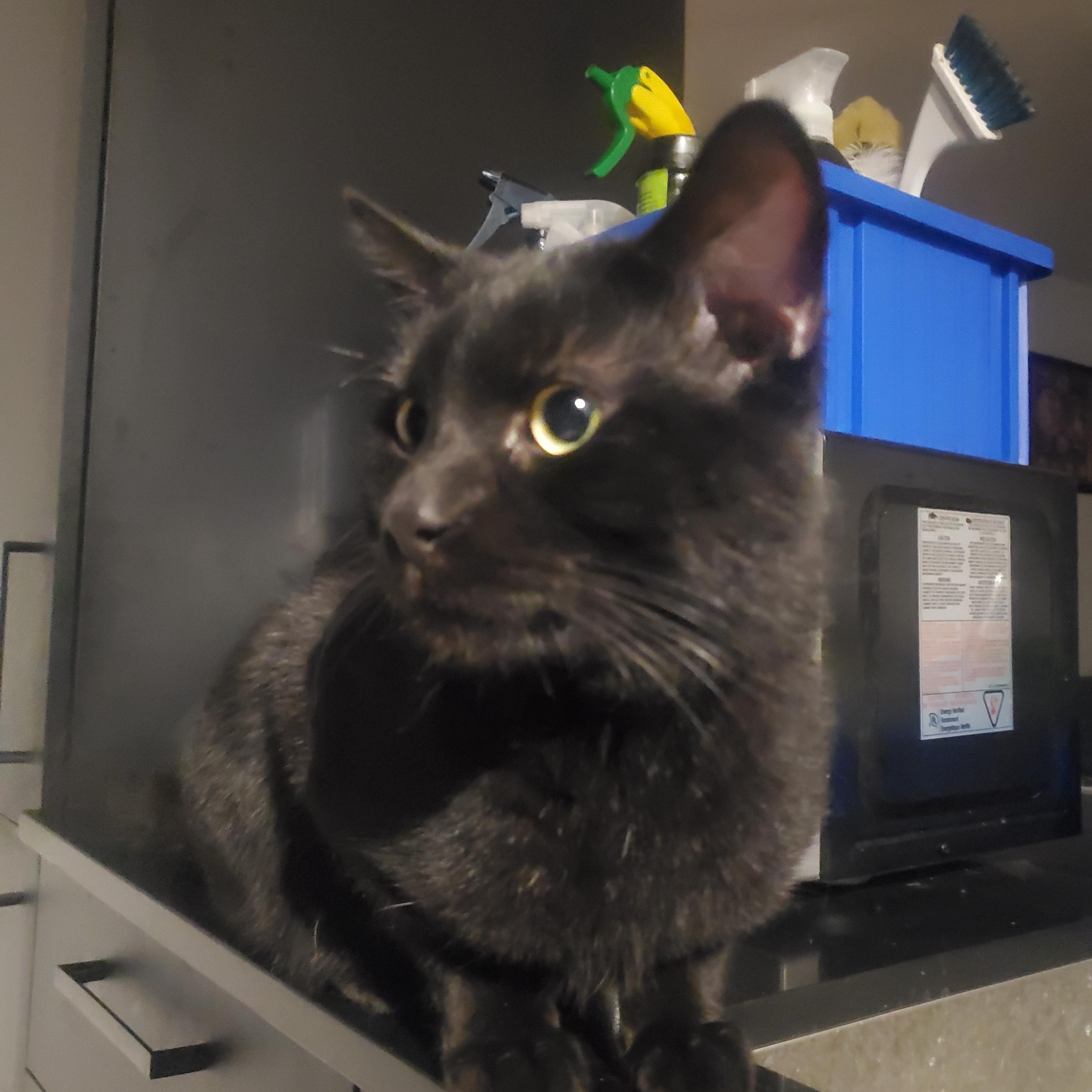 Enlarge Panfur, a Adoptable Domestic Short Hair in Montreal, QC image 3/4