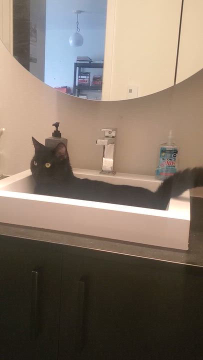 Enlarge Panfur, a Adoptable Domestic Short Hair in Montreal, QC video 4/4