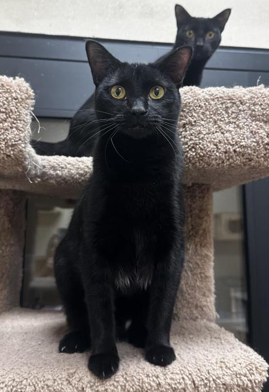 Enlarge Dolly Fuoco (Bonded To Dot Fuoco), a Adoptable Domestic Short Hair in Chandler, AZ image 3/3