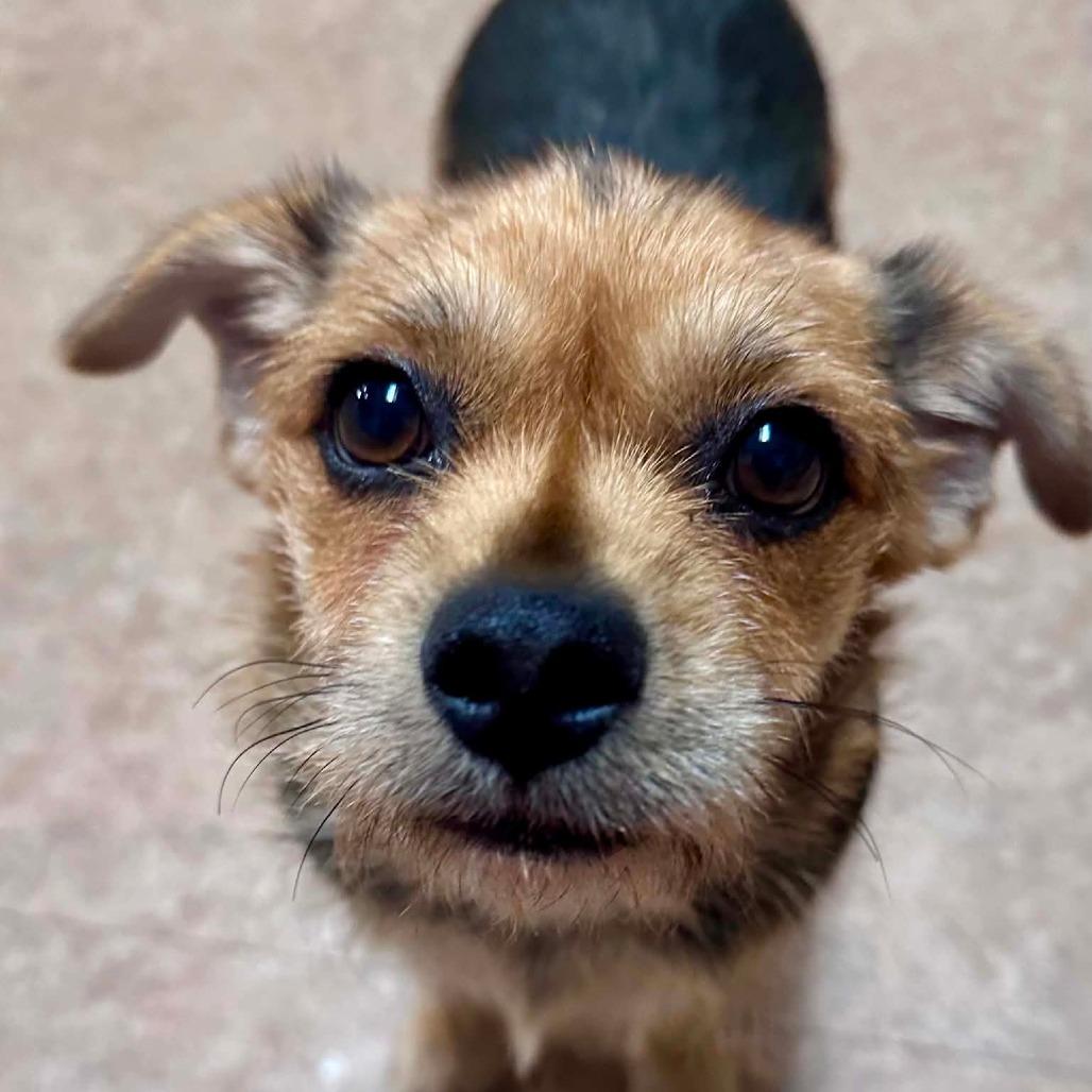Sparkle, Adoptable, Young Female Mixed Breed.