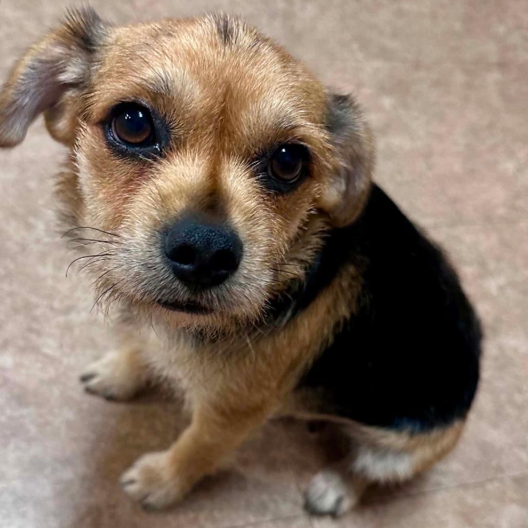 Sparkle, a Adoptable Mixed Breed in Joliet, IL image 3/4
