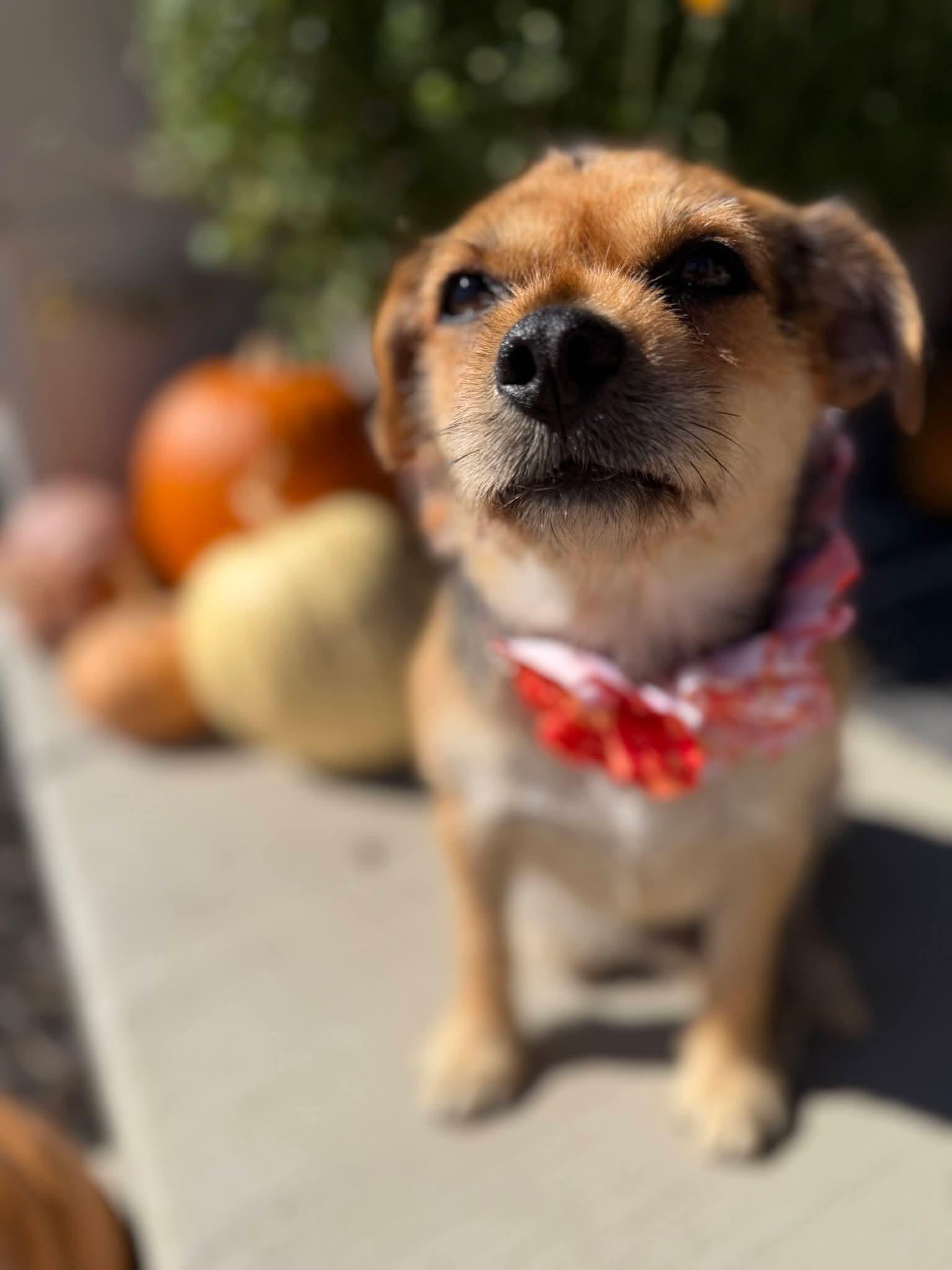 Enlarge Sparkle, a Adoptable Mixed Breed in Joliet, IL image 6/6