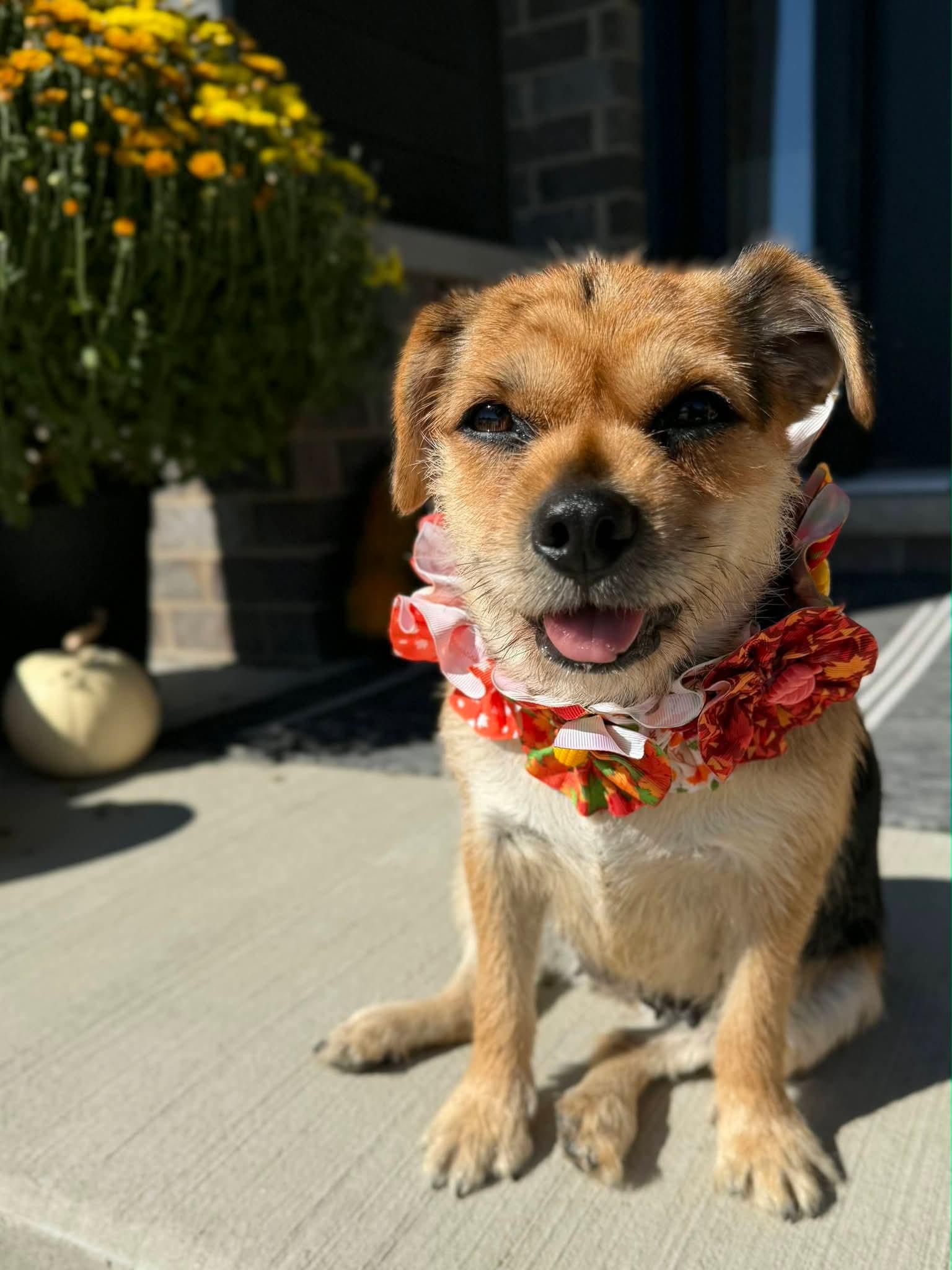 Enlarge Sparkle, a Adoptable Mixed Breed in Joliet, IL image 5/6