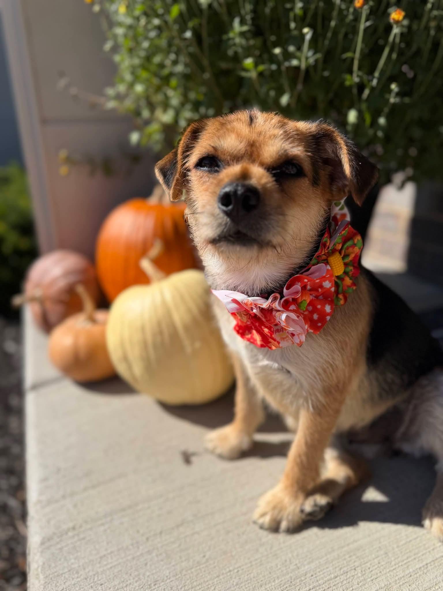 Sparkle, Adoptable, Young Female Mixed Breed.