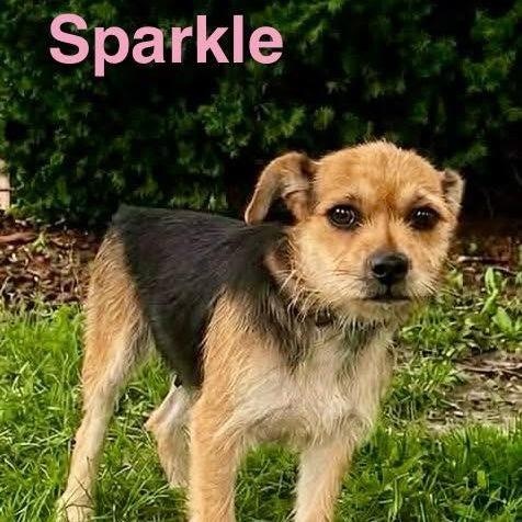 Sparkle, a Adoptable Mixed Breed in Joliet, IL image 4/4