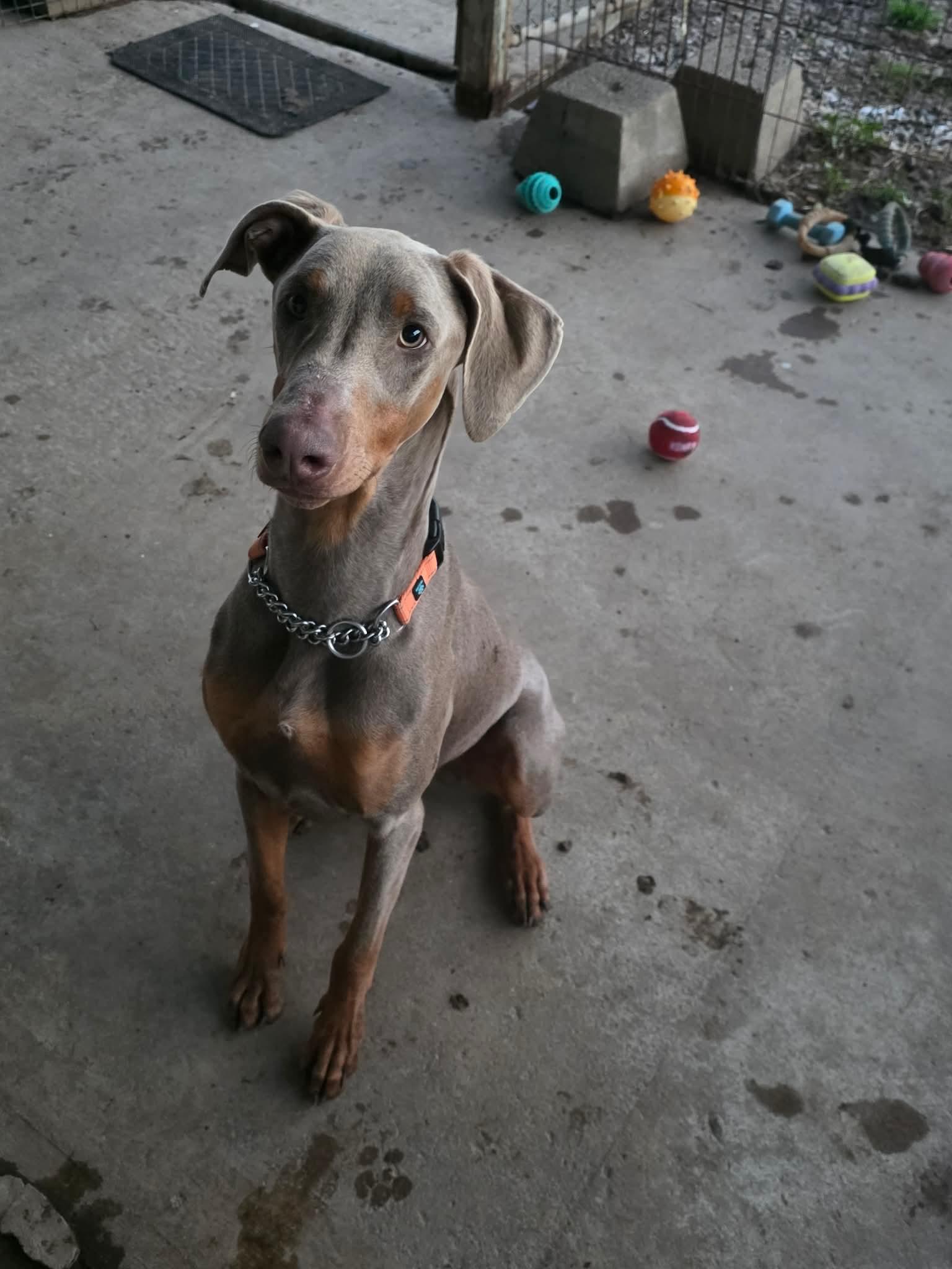 Enlarge Dobie, a ADOPTABLE Doberman Pinscher in Eugene, OR image 3/3