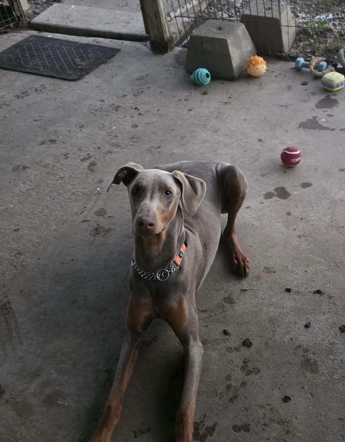 Enlarge Dobie, a ADOPTABLE Doberman Pinscher in Eugene, OR image 2/3