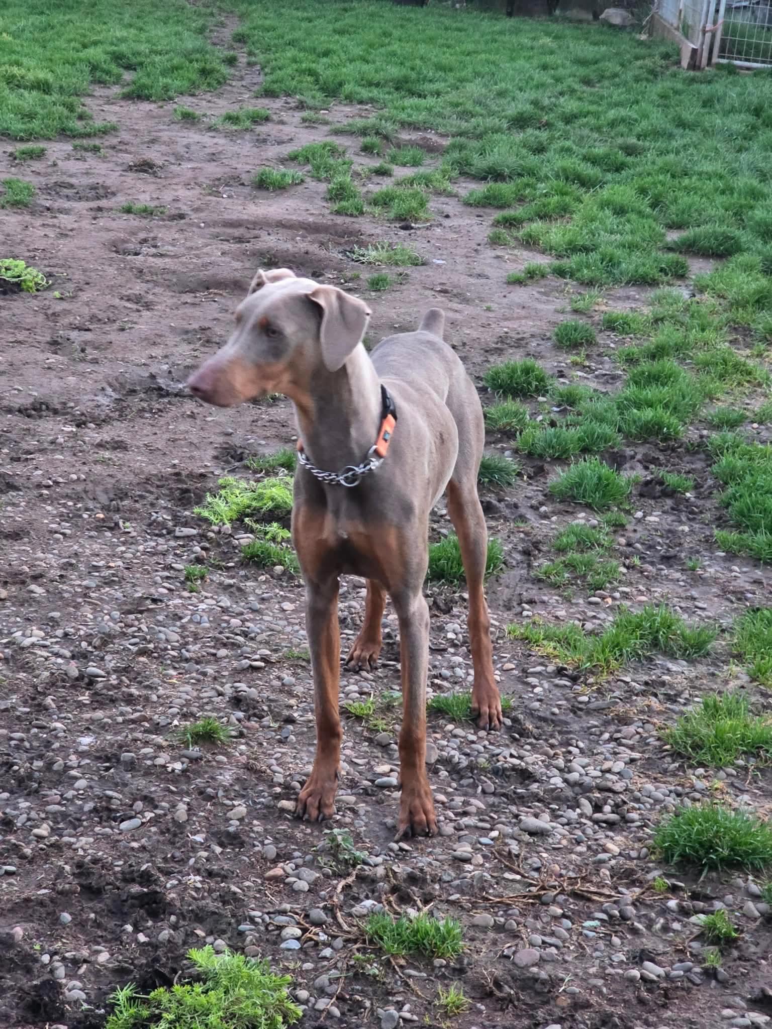 Enlarge Dobie, a ADOPTABLE Doberman Pinscher in Eugene, OR image 1/3