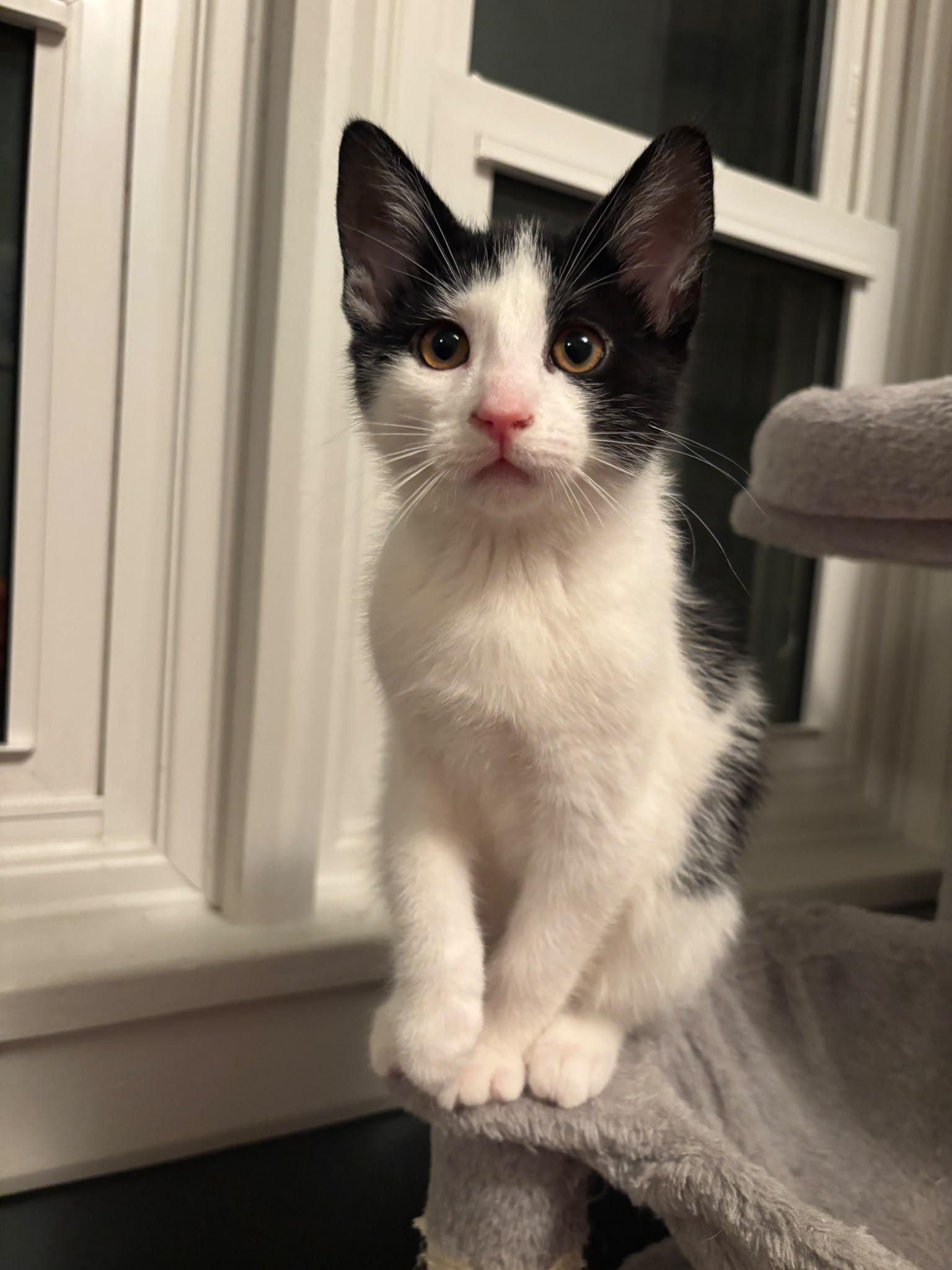 Dill, a ADOPTABLE Domestic Short Hair in Cambridge, ON image 3/3