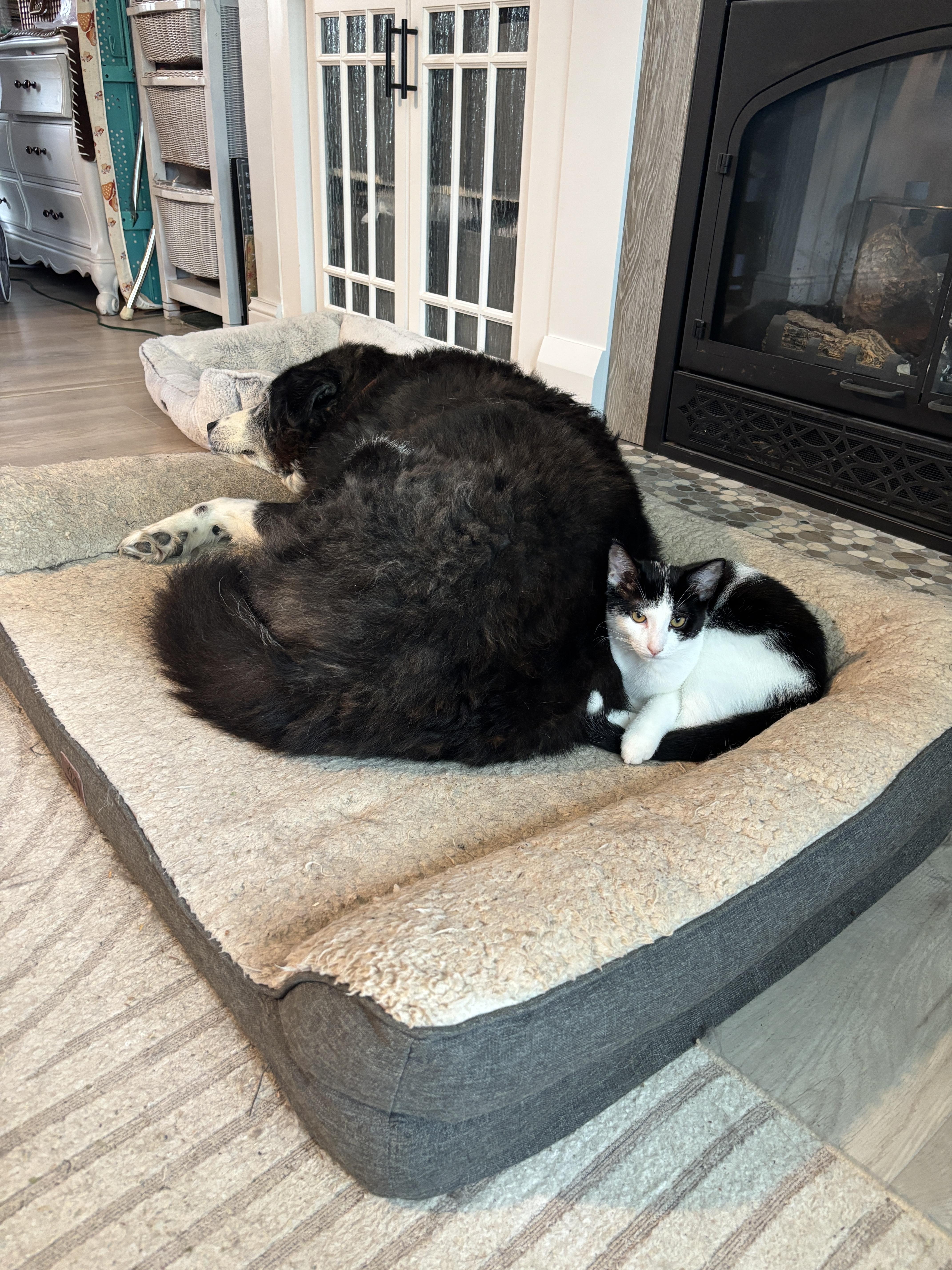 Dill, an adoptable Domestic Short Hair in Cambridge, ON image 6/6