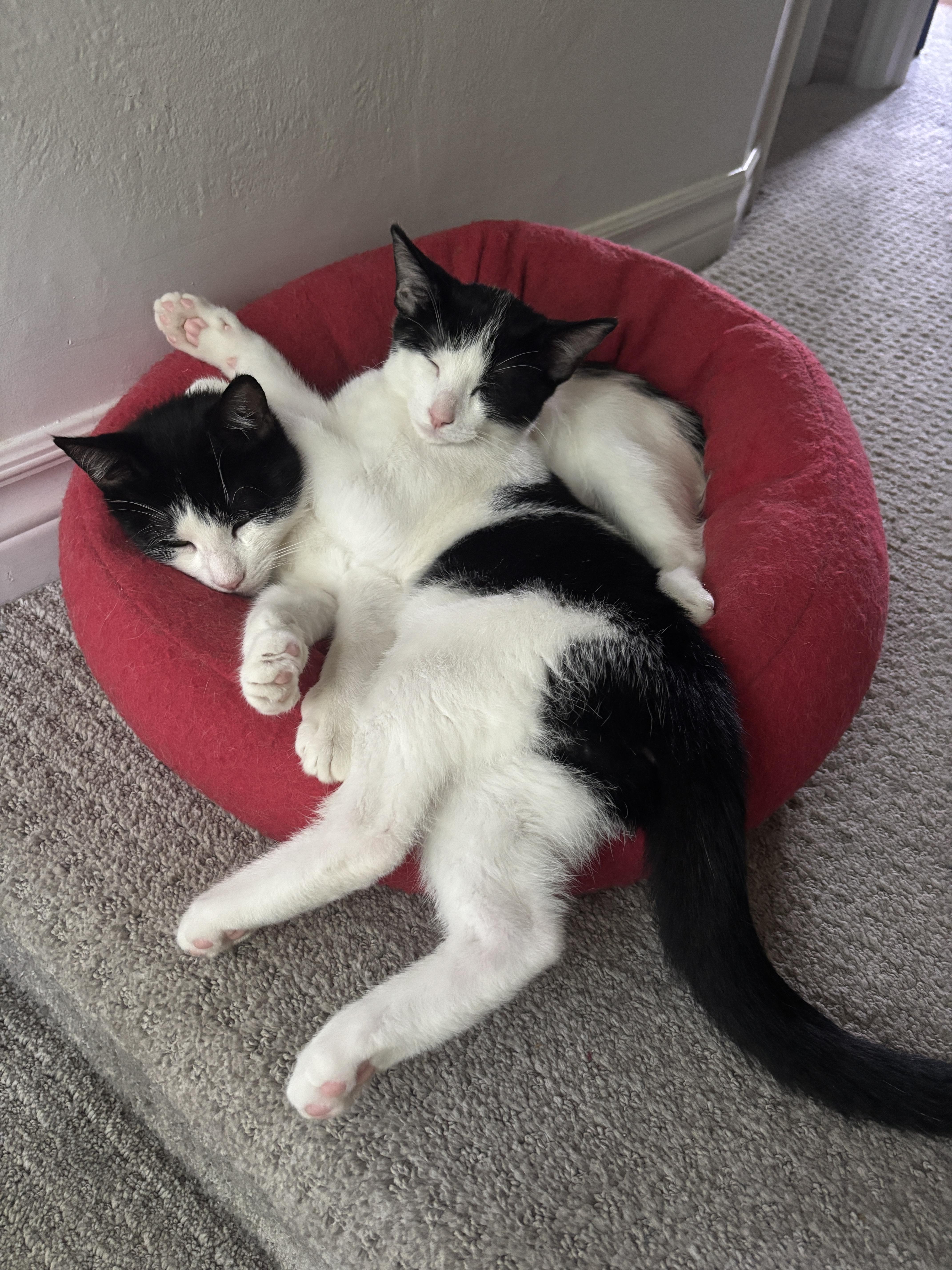 Dill, an adoptable Domestic Short Hair in Cambridge, ON image 4/6