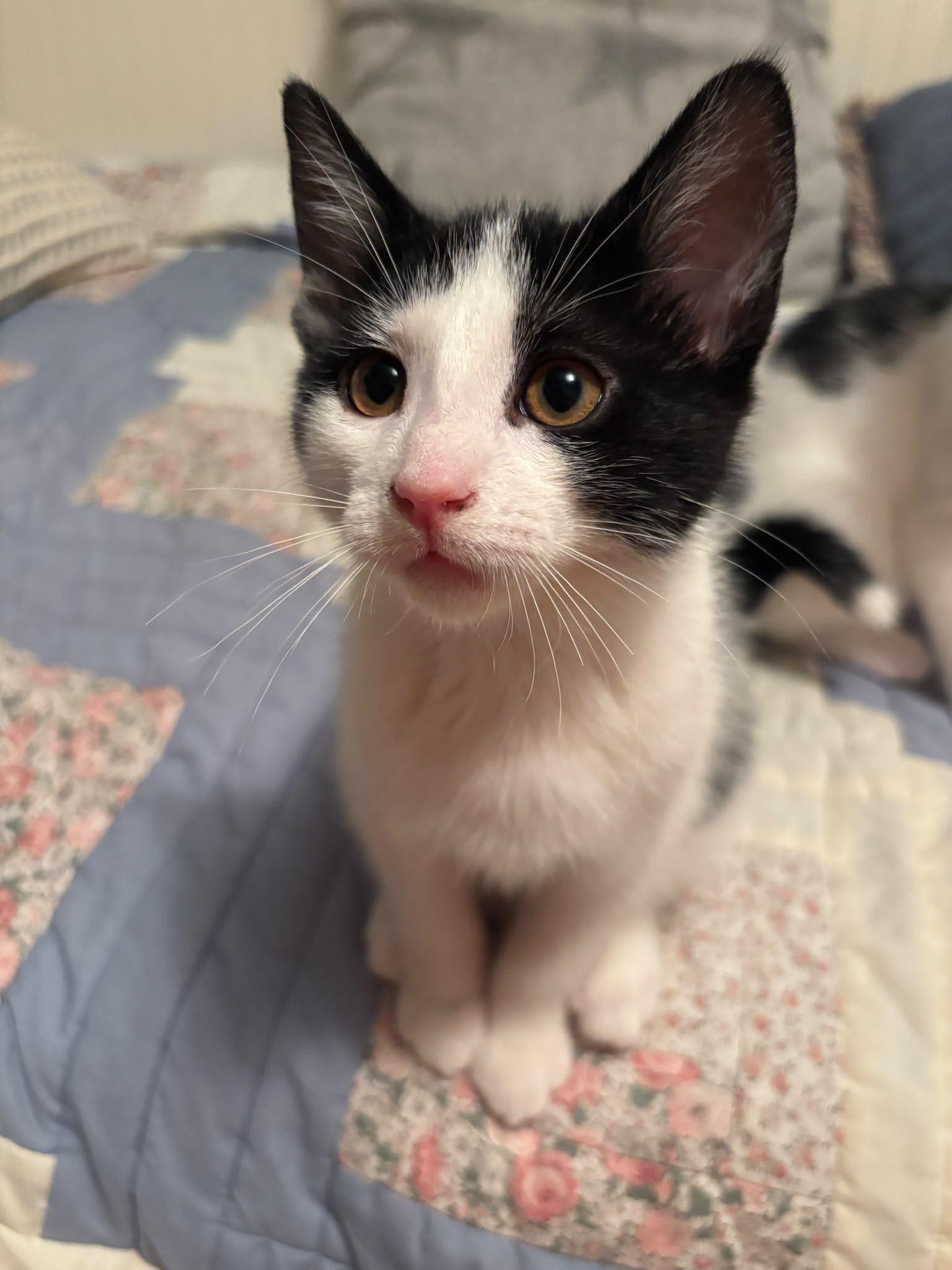 Dill, a ADOPTABLE Domestic Short Hair in Cambridge, ON image 1/3