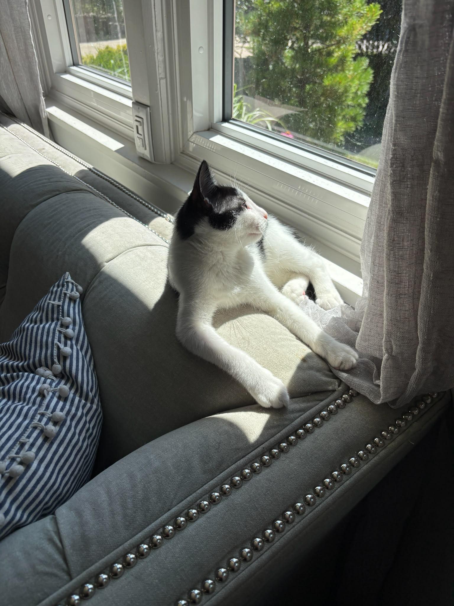 Dill, a ADOPTABLE Domestic Short Hair in Cambridge, ON image 2/3
