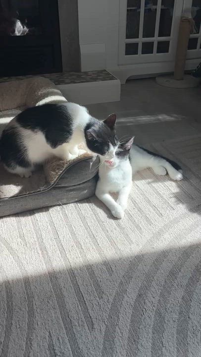 Enlarge Dill, an adoptable Domestic Short Hair in Cambridge, ON video 5/6
