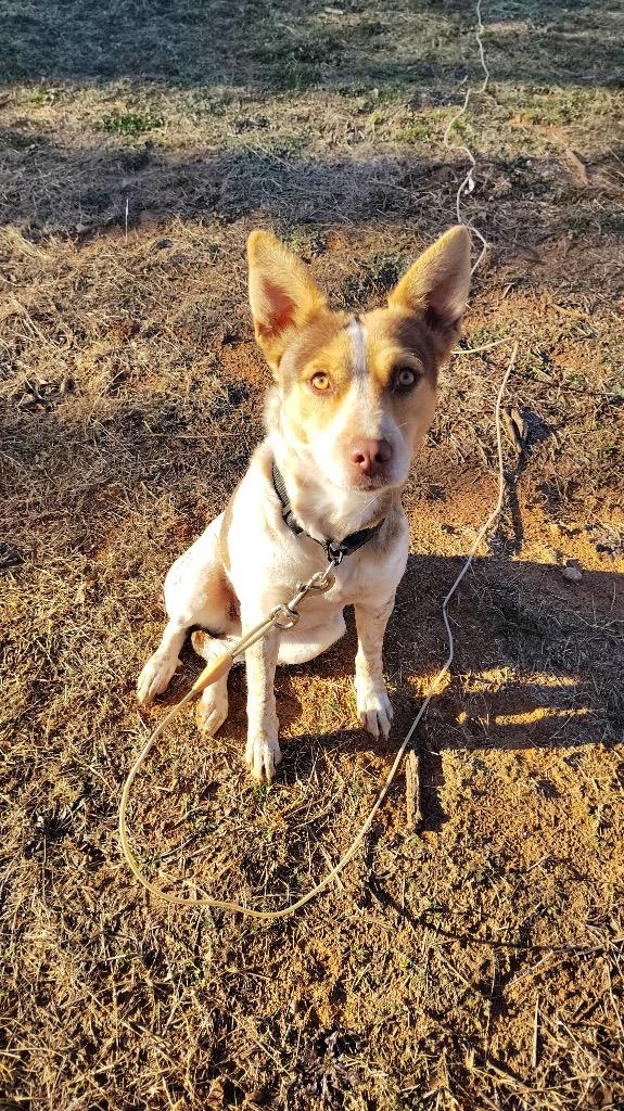 Enlarge Azula aka toffee, a Adoptable mixed breed in Mustang, OK image 1/1