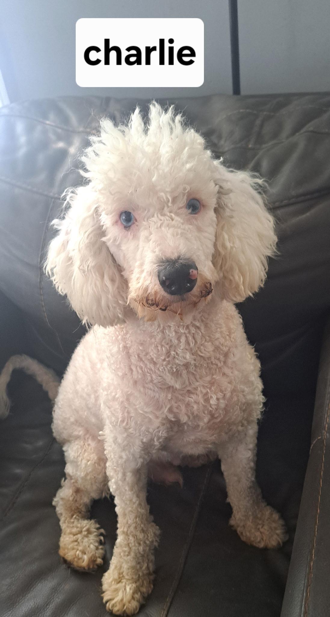 Charlie, Adult Male Miniature Poodle