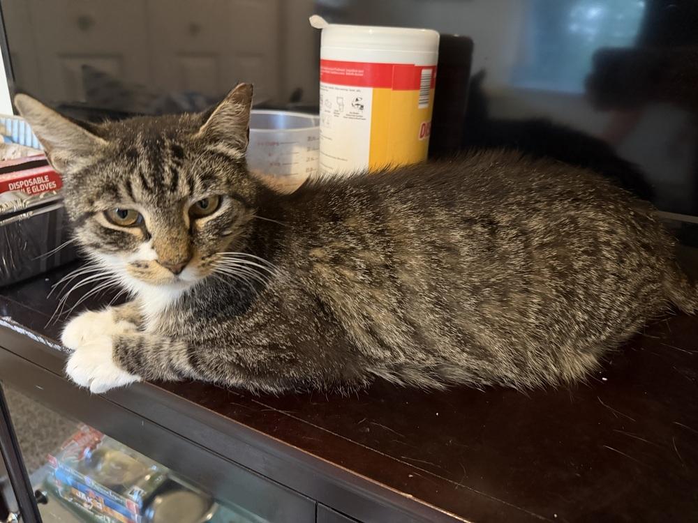 Mama Pearl (Mill Hill Litter), Adopted, Adult Female Domestic Short Hair.