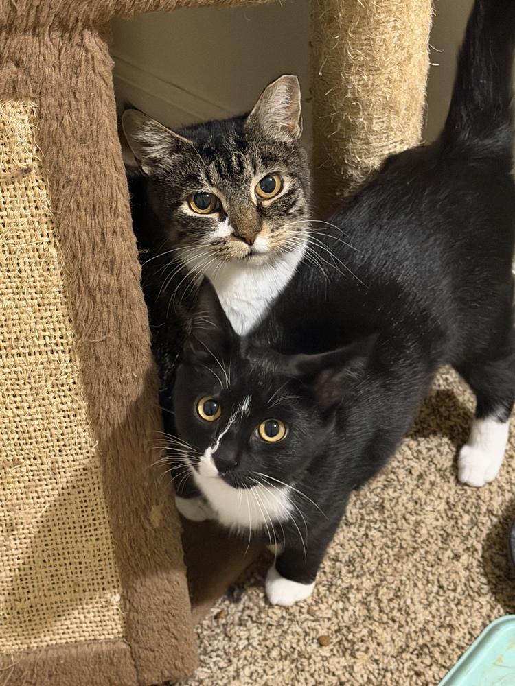 Enlarge Mama Pearl (Mill Hill Litter), a Adopted Domestic Short Hair in Telford, PA image 2/5