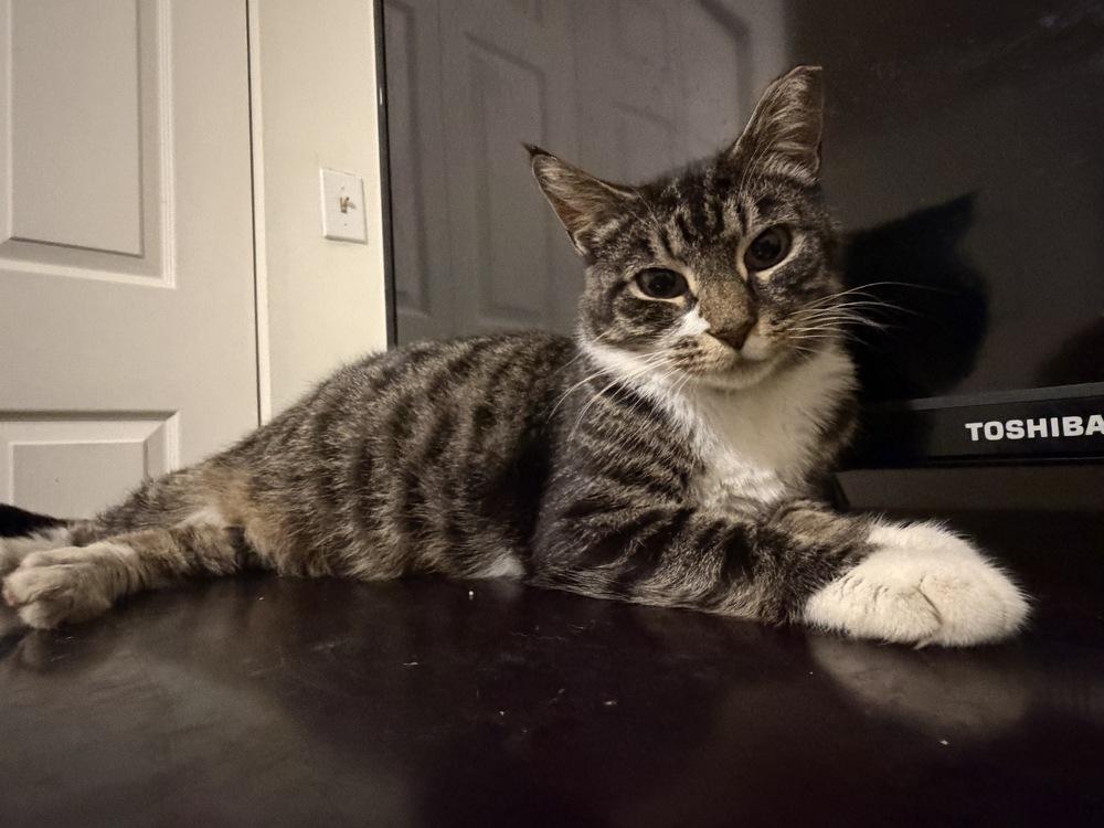 Enlarge Mama Pearl (Mill Hill Litter), a Adopted Domestic Short Hair in Telford, PA image 3/5