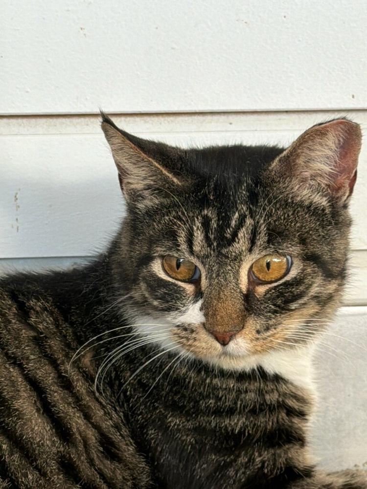 Enlarge Mama Pearl (Mill Hill Litter), a Adopted Domestic Short Hair in Telford, PA image 4/5