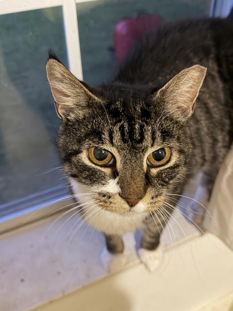 Enlarge Mama Pearl (Mill Hill Litter), a Adopted Domestic Short Hair in Telford, PA image 5/5