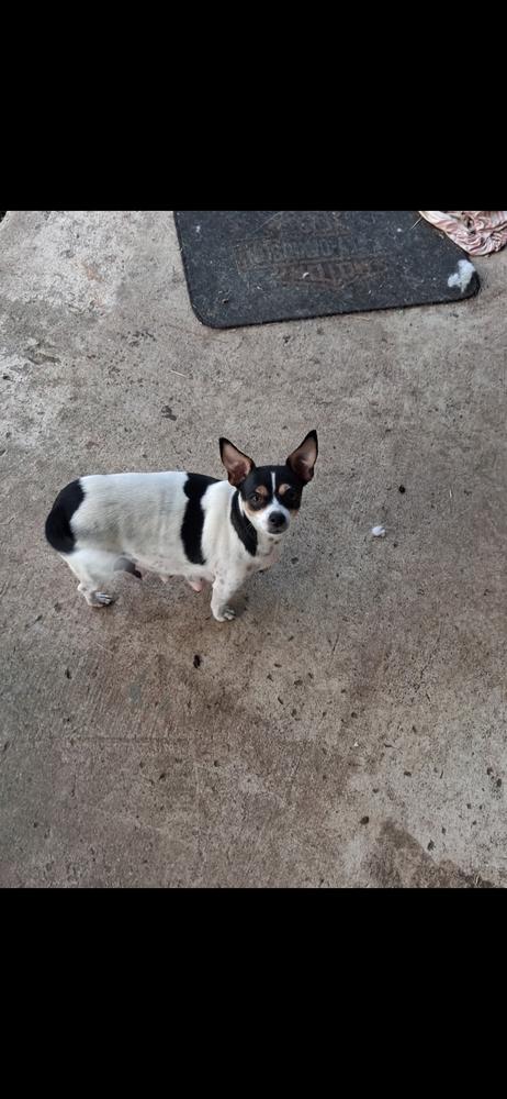 Enlarge Snickers, a Adoptable mixed breed in Cedartown, GA image 2/3