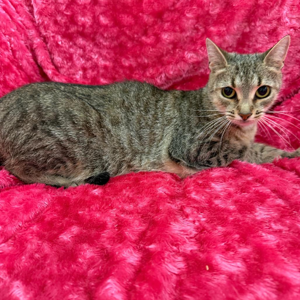 Jaffa, Adoptable, Adult Female Domestic Short Hair.