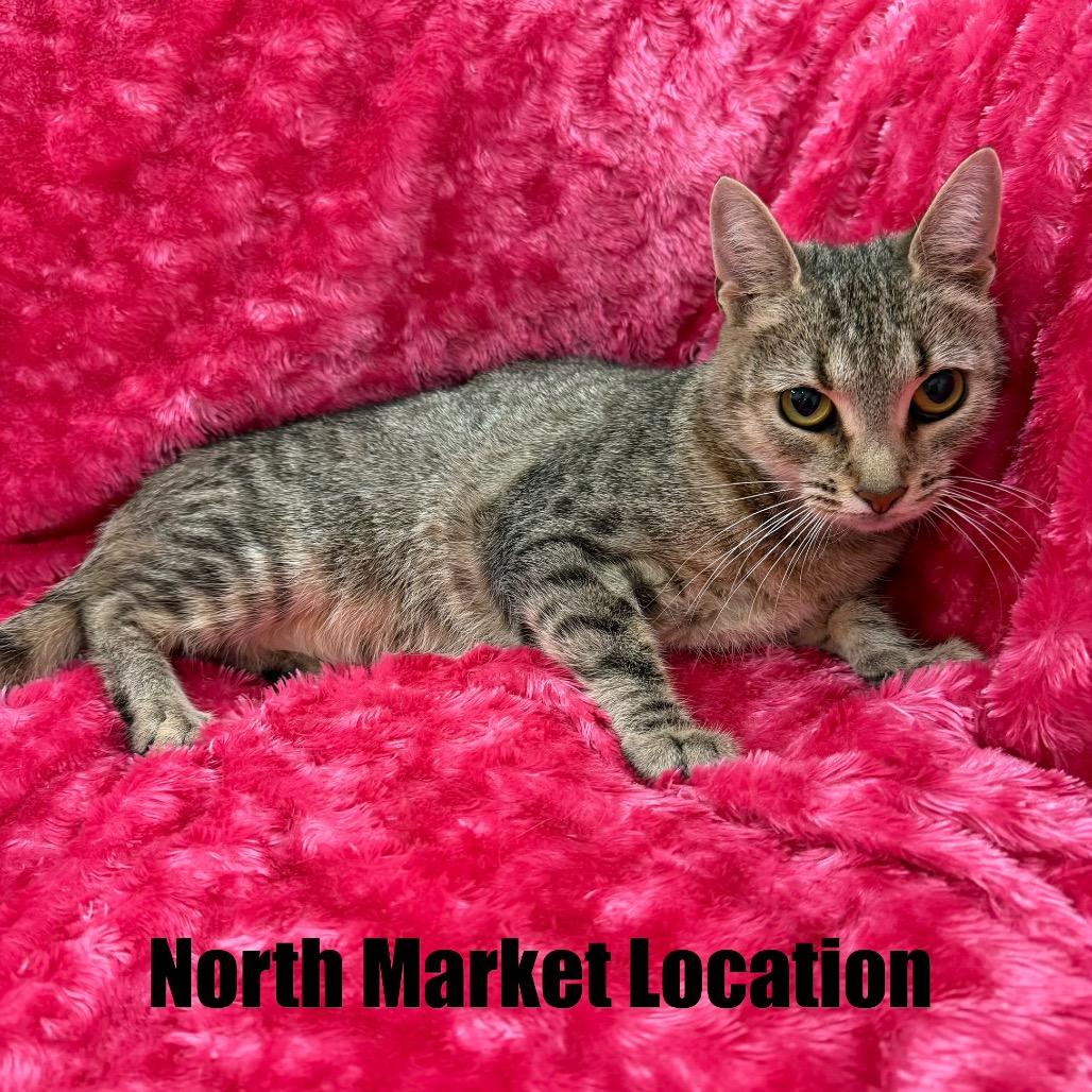 Enlarge Jaffa, a Adoptable Domestic Short Hair in Raleigh, NC image 2/4