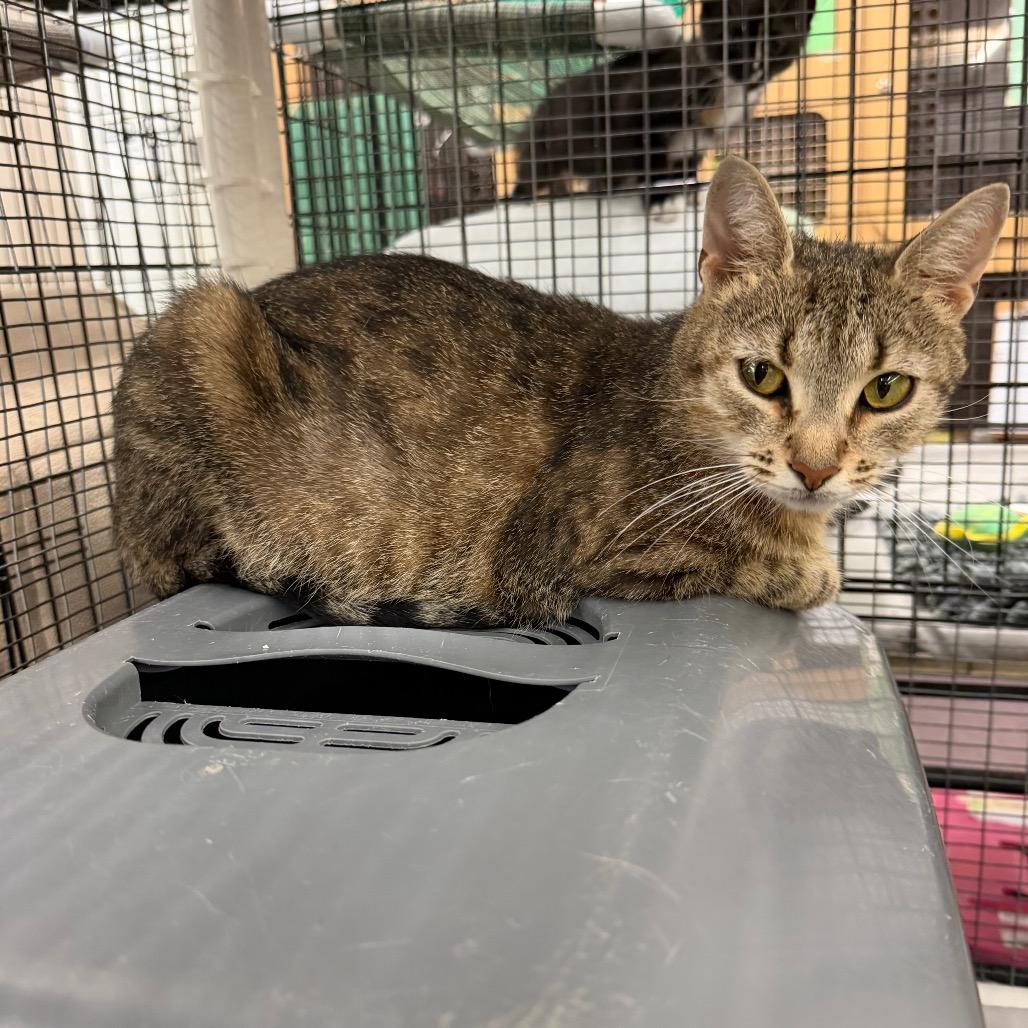 Enlarge Jaffa, a Adoptable Domestic Short Hair in Raleigh, NC image 3/4