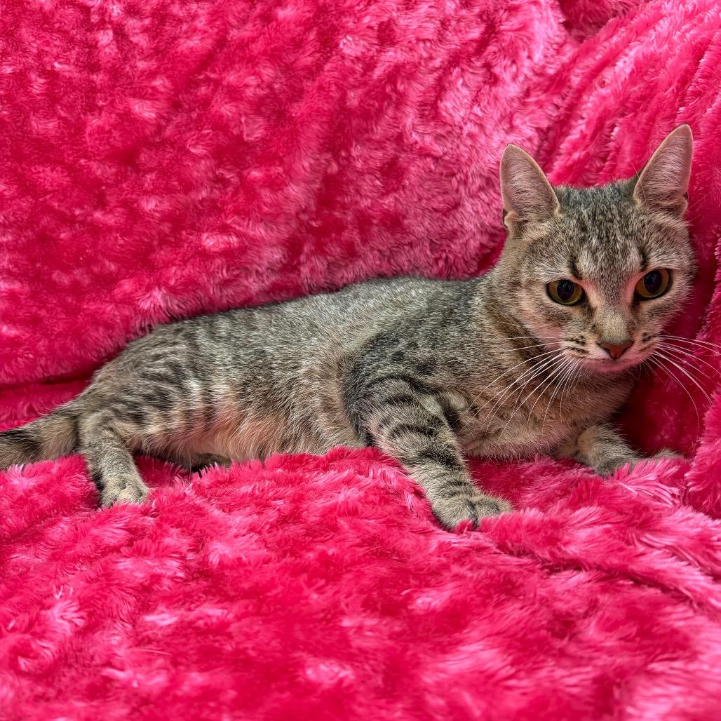 Enlarge Jaffa, a Adoptable Domestic Short Hair in Raleigh, NC image 4/4