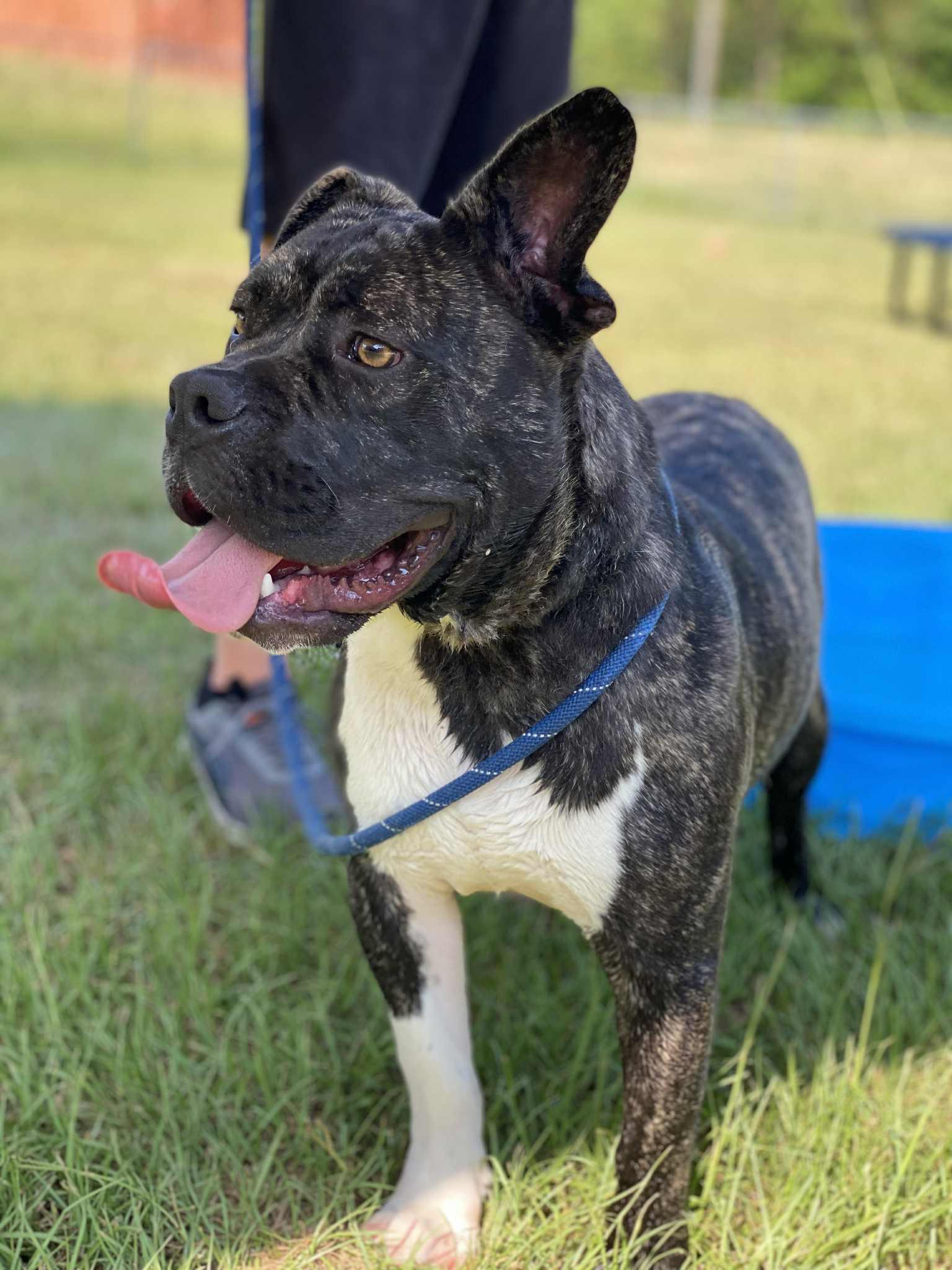 Gizmo, Adoptable, Young Male Staffordshire Bull Terrier.