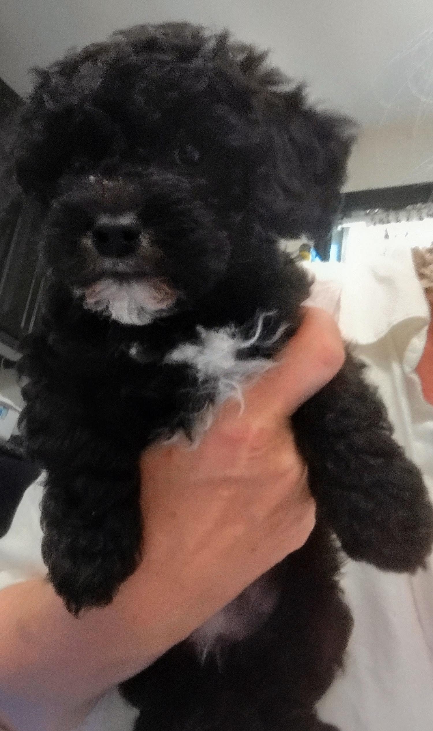 Kurly, a ADOPTABLE Maltipoo in Los Angeles, CA image 2/2