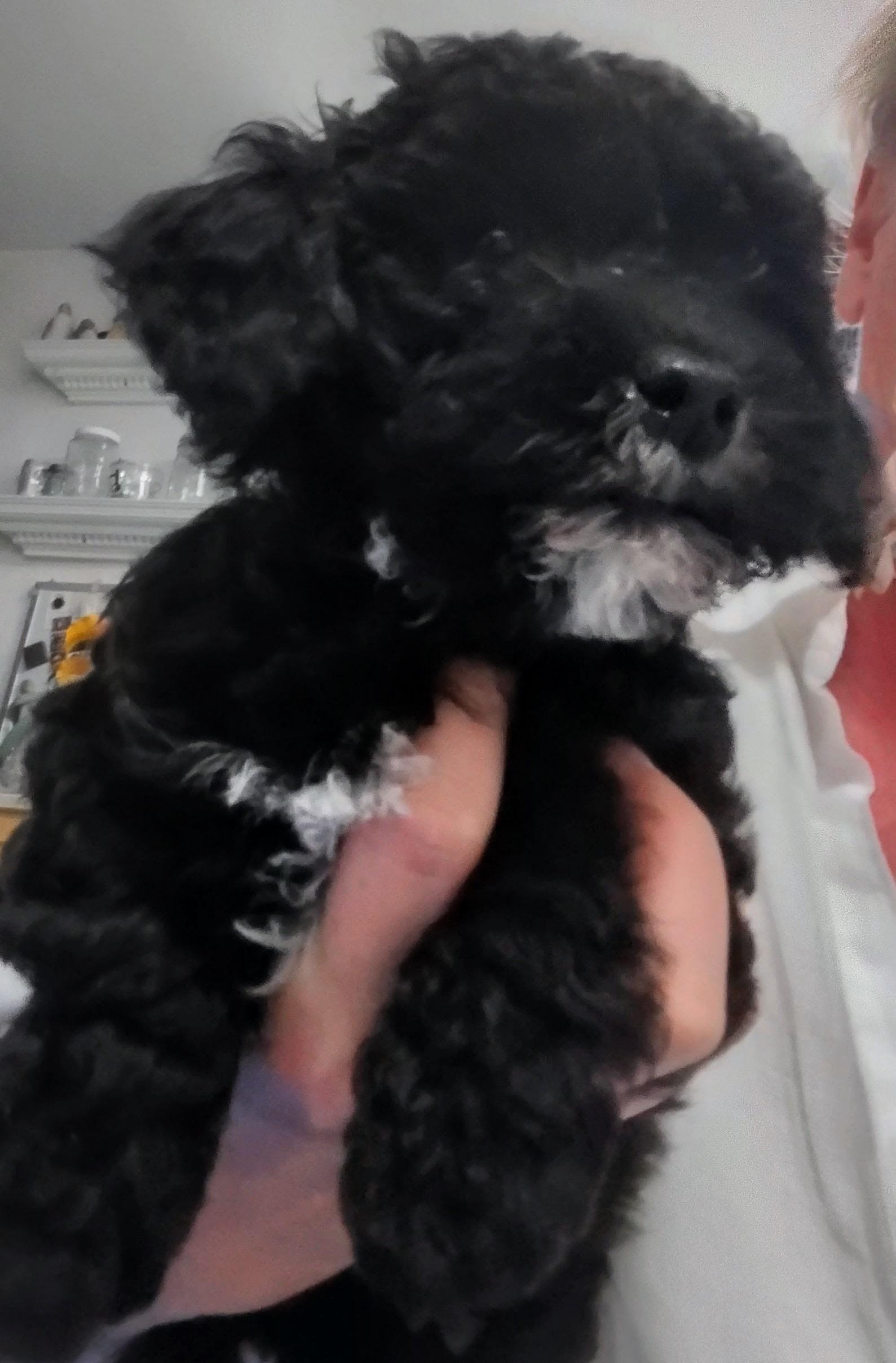Kurly, a ADOPTABLE Maltipoo in Los Angeles, CA image 1/2